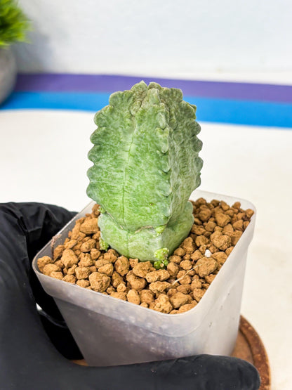 Whitesloanea crassa (8) | Rare House Plants