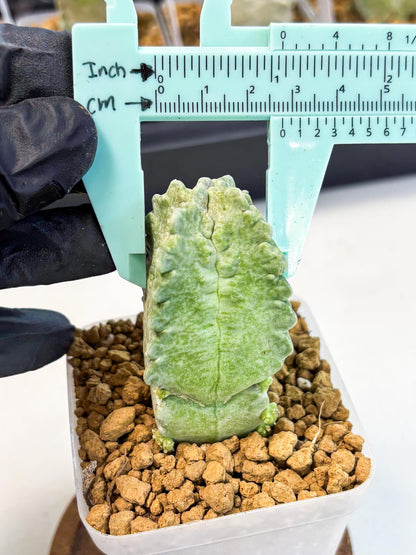 Whitesloanea crassa (8) | Rare House Plants