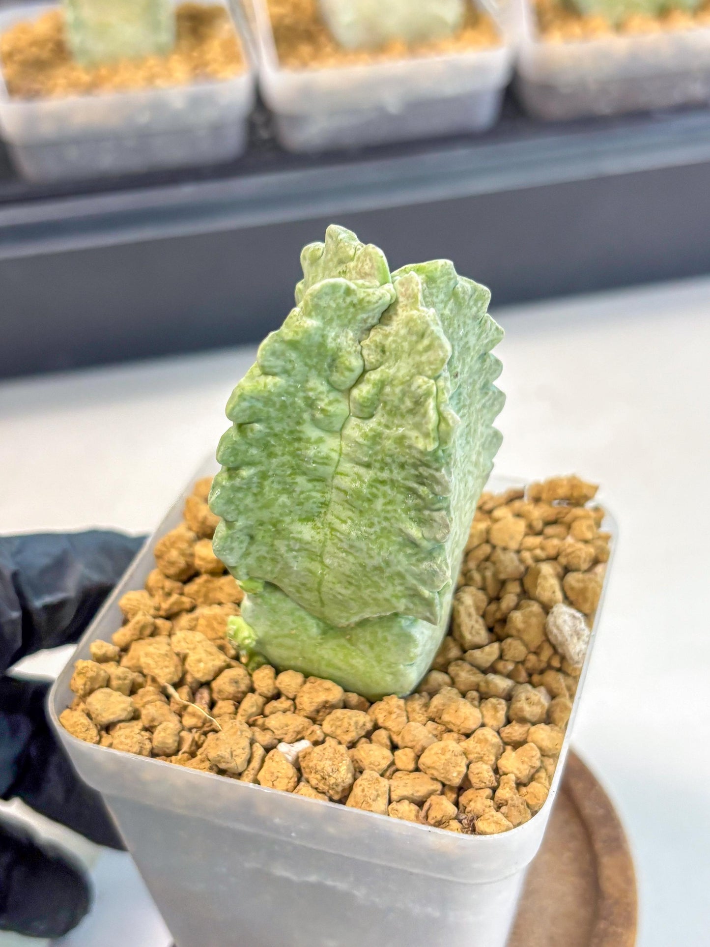Whitesloanea crassa (8) | Rare House Plants