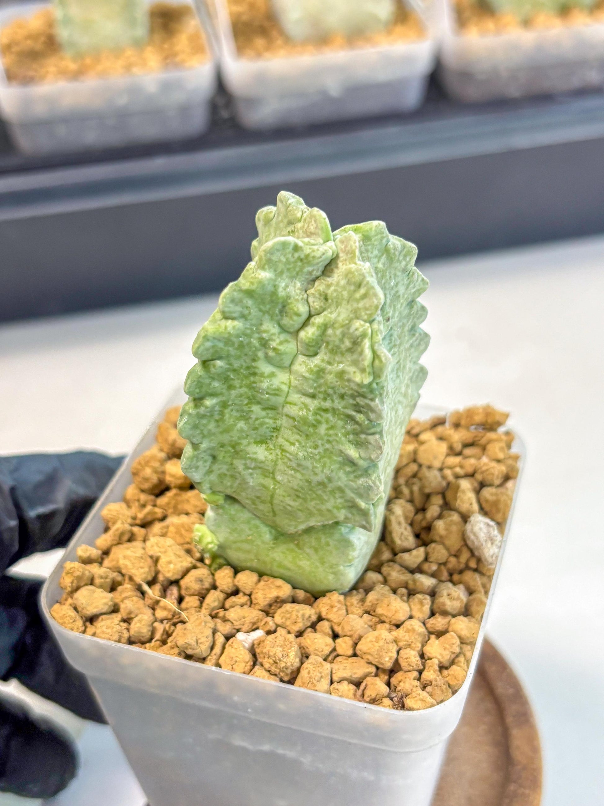 Whitesloanea crassa (8) | Rare House Plants