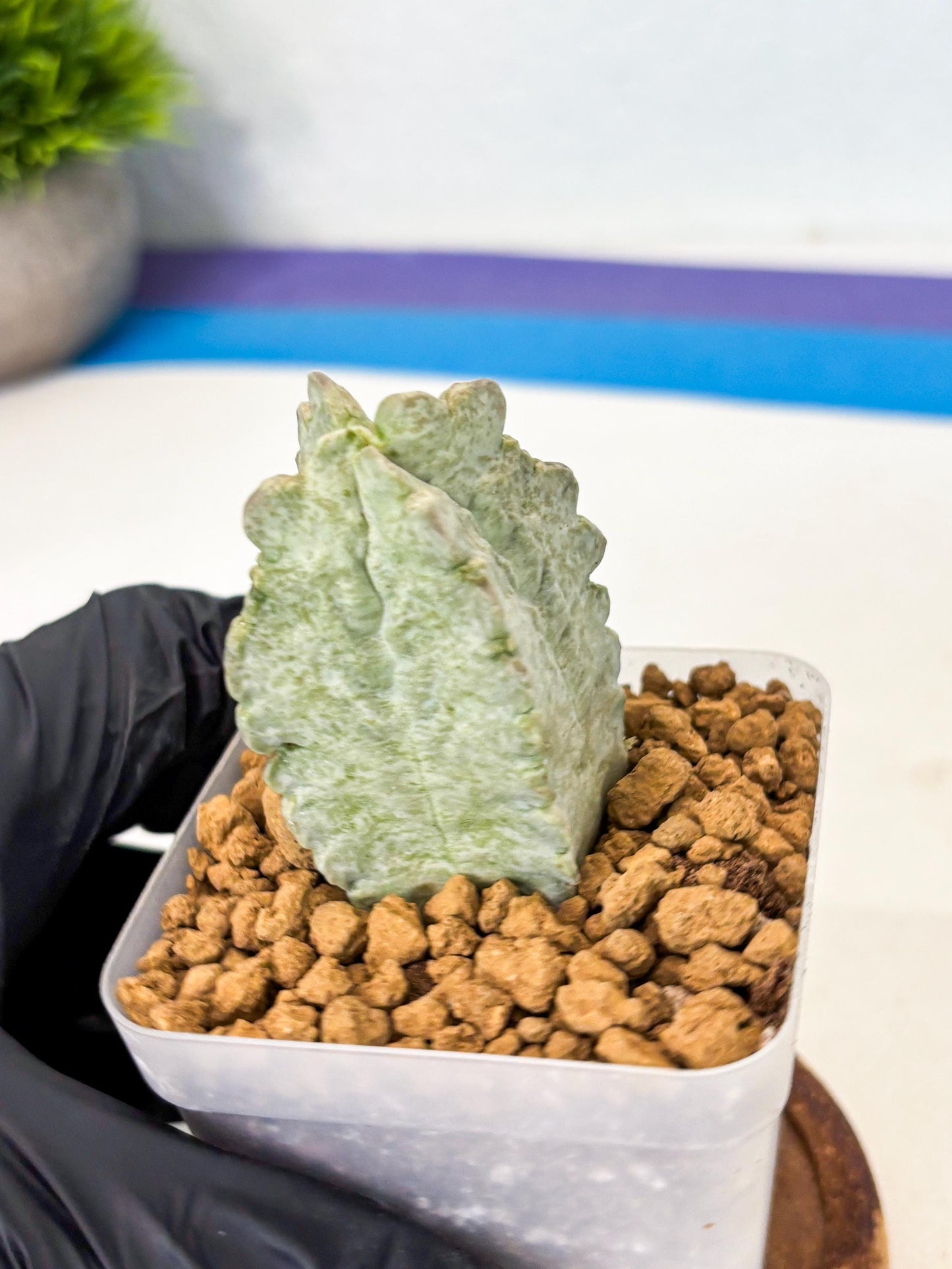 Whitesloanea crassa (7) | Rare House Plants