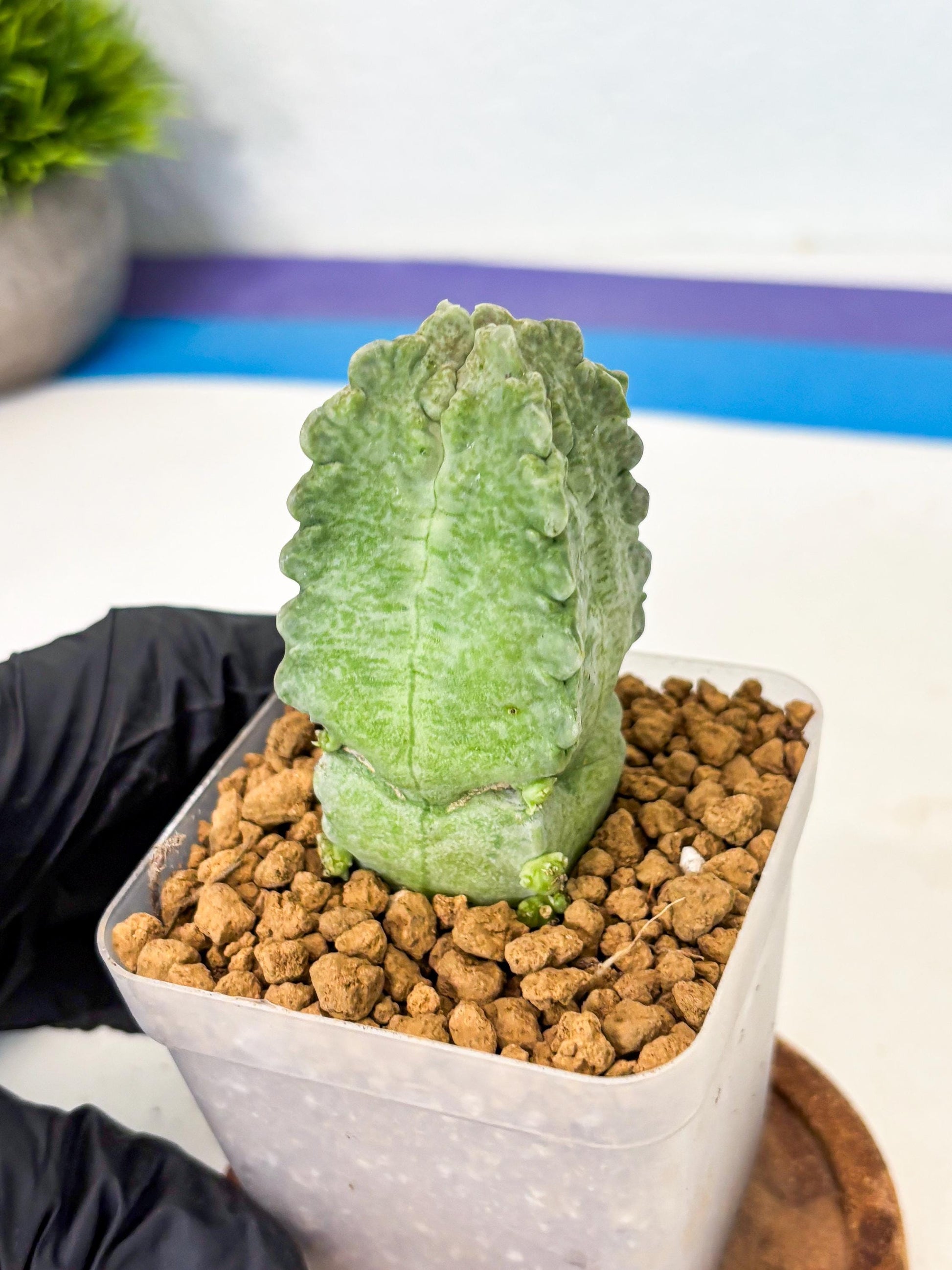 Whitesloanea crassa (8) | Rare House Plants