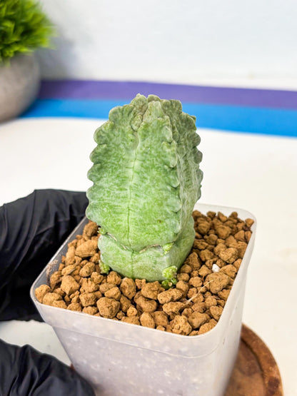Whitesloanea crassa (8) | Rare House Plants
