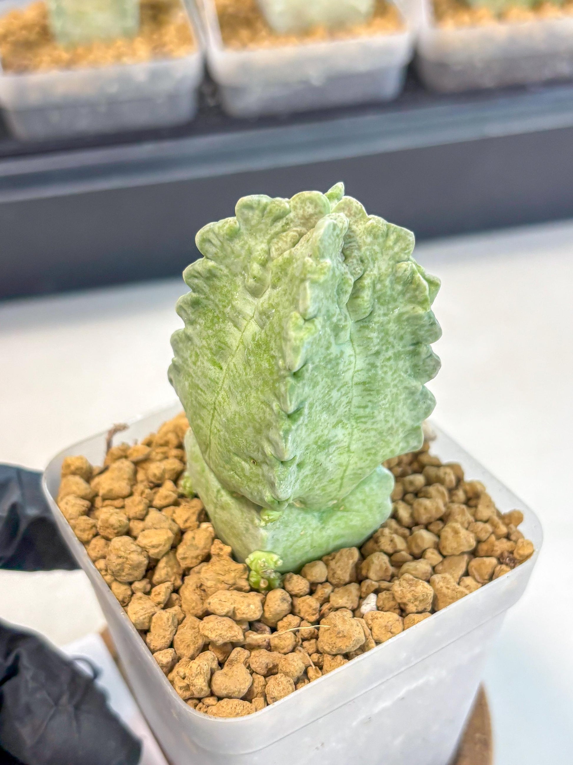 Whitesloanea crassa (8) | Rare House Plants