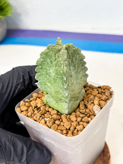 Whitesloanea crassa (8) | Rare House Plants