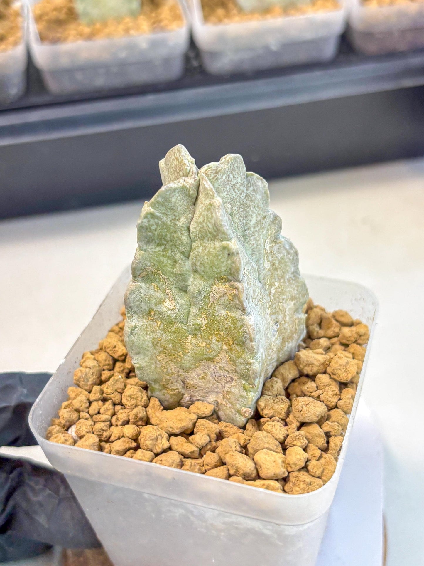 Whitesloanea crassa (9) | Rare House Plants