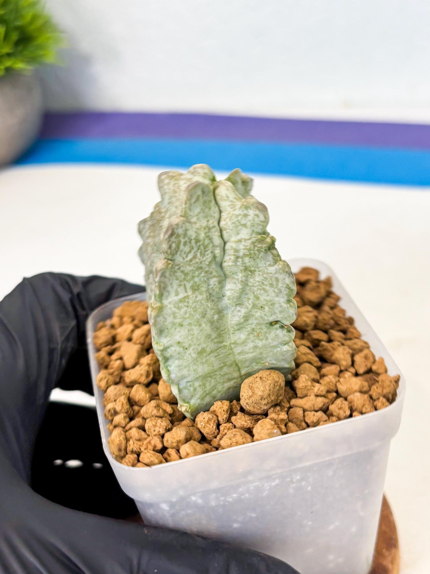 Whitesloanea crassa (7) | Rare House Plants