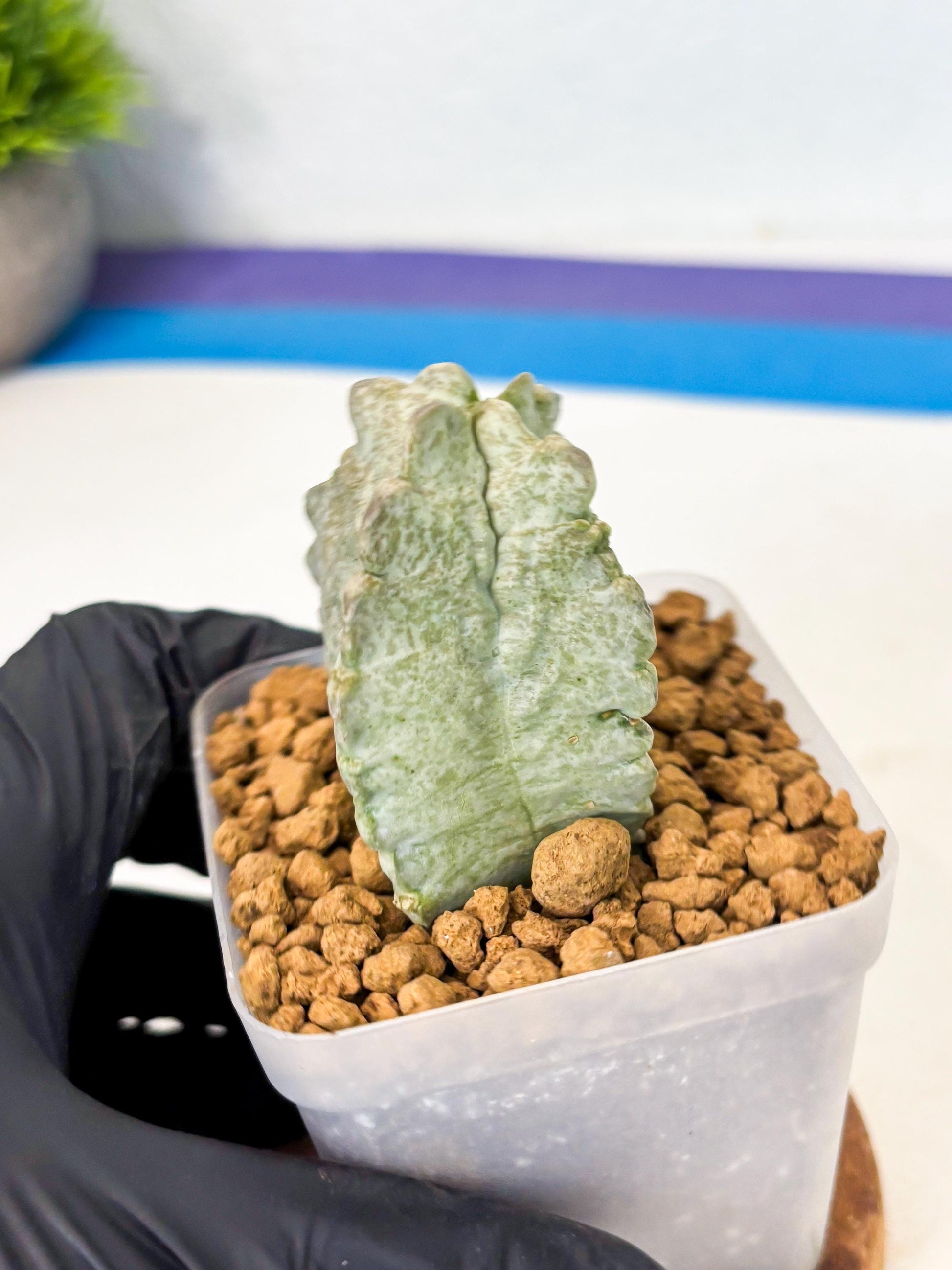Whitesloanea crassa (7) | Rare House Plants