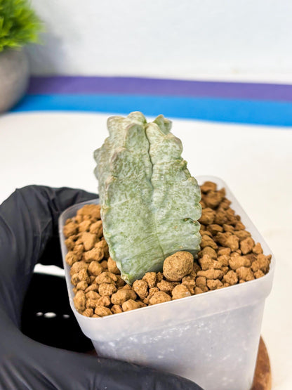 Whitesloanea crassa (7) | Rare House Plants