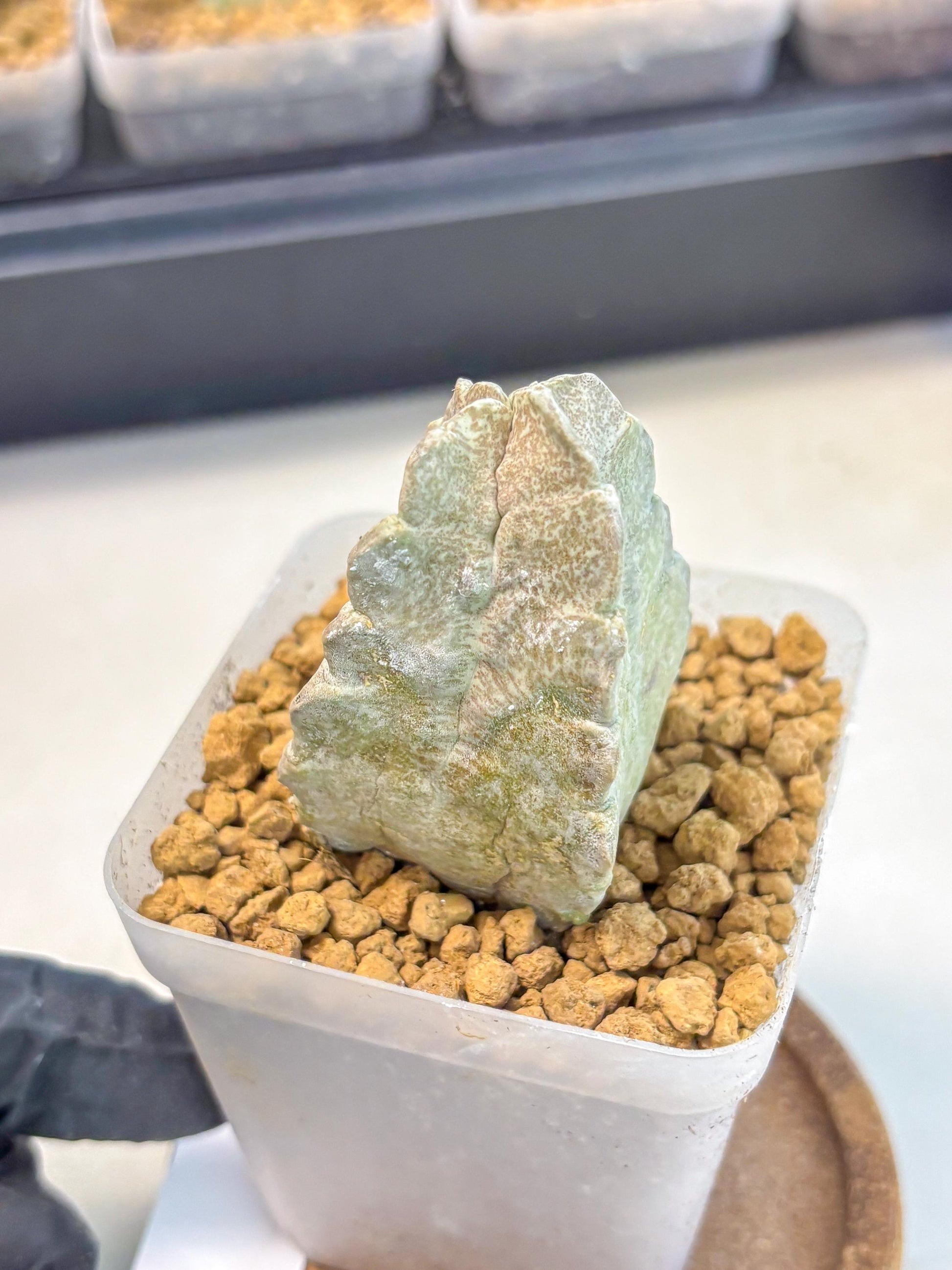 Whitesloanea crassa (9) | Rare House Plants