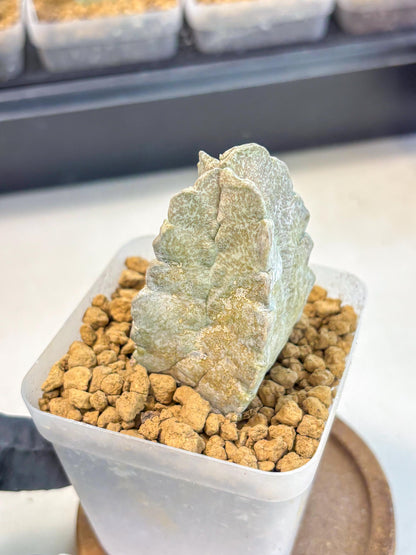 Whitesloanea crassa (9) | Rare House Plants