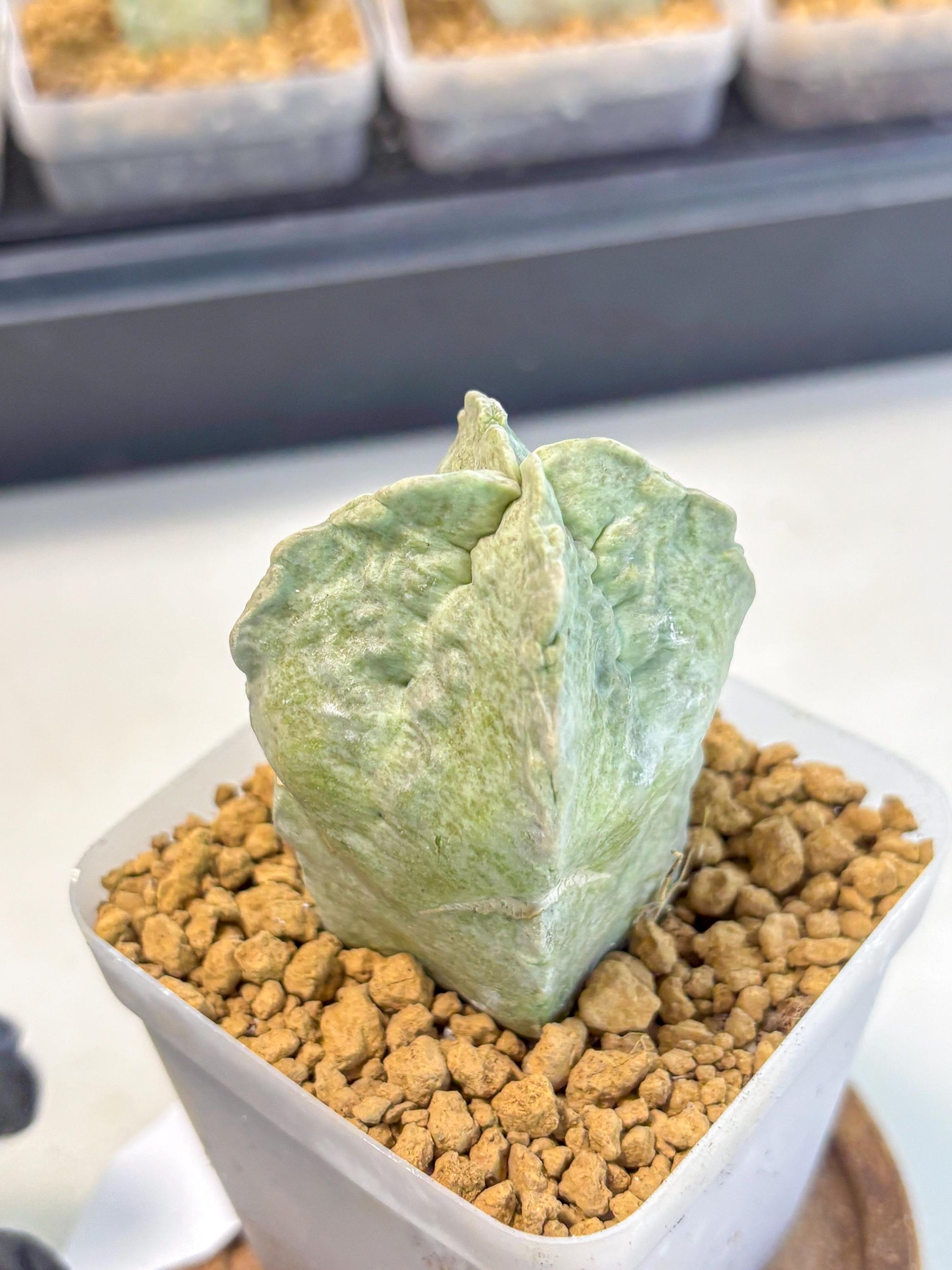 Whitesloanea crassa (10) | Rare House Plants