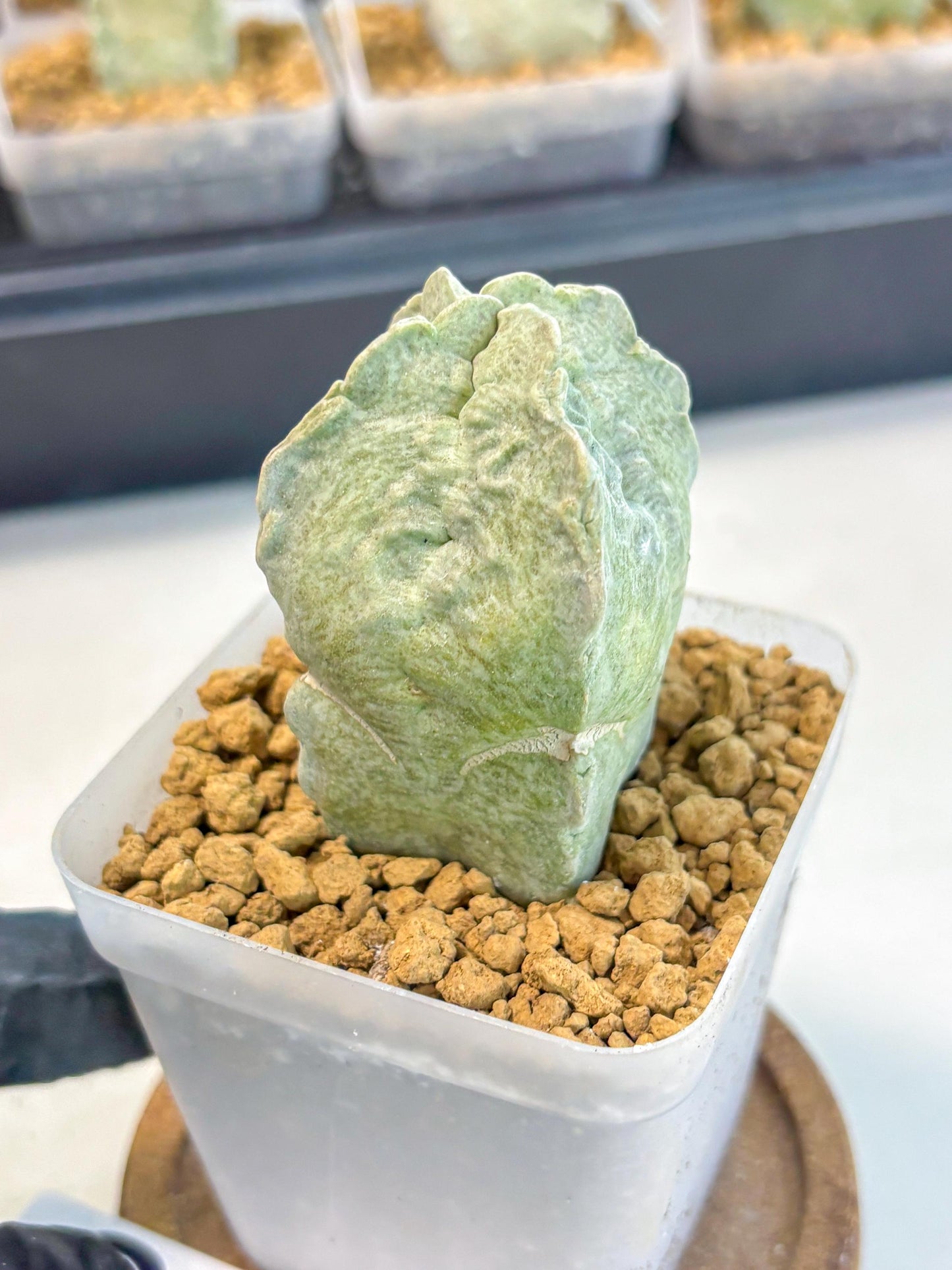 Whitesloanea crassa (10) | Rare House Plants