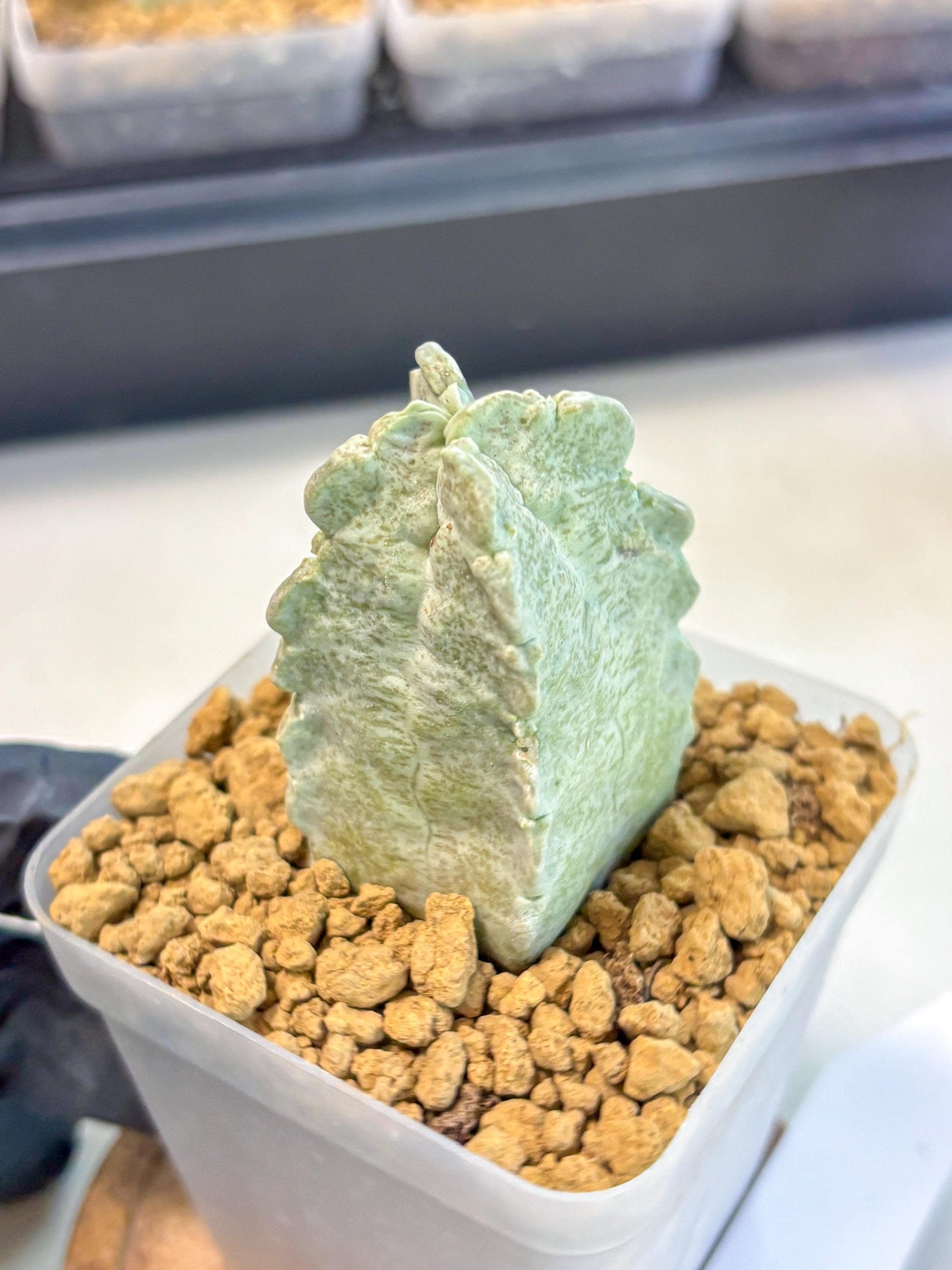 Whitesloanea crassa (11) | Rare House Plants