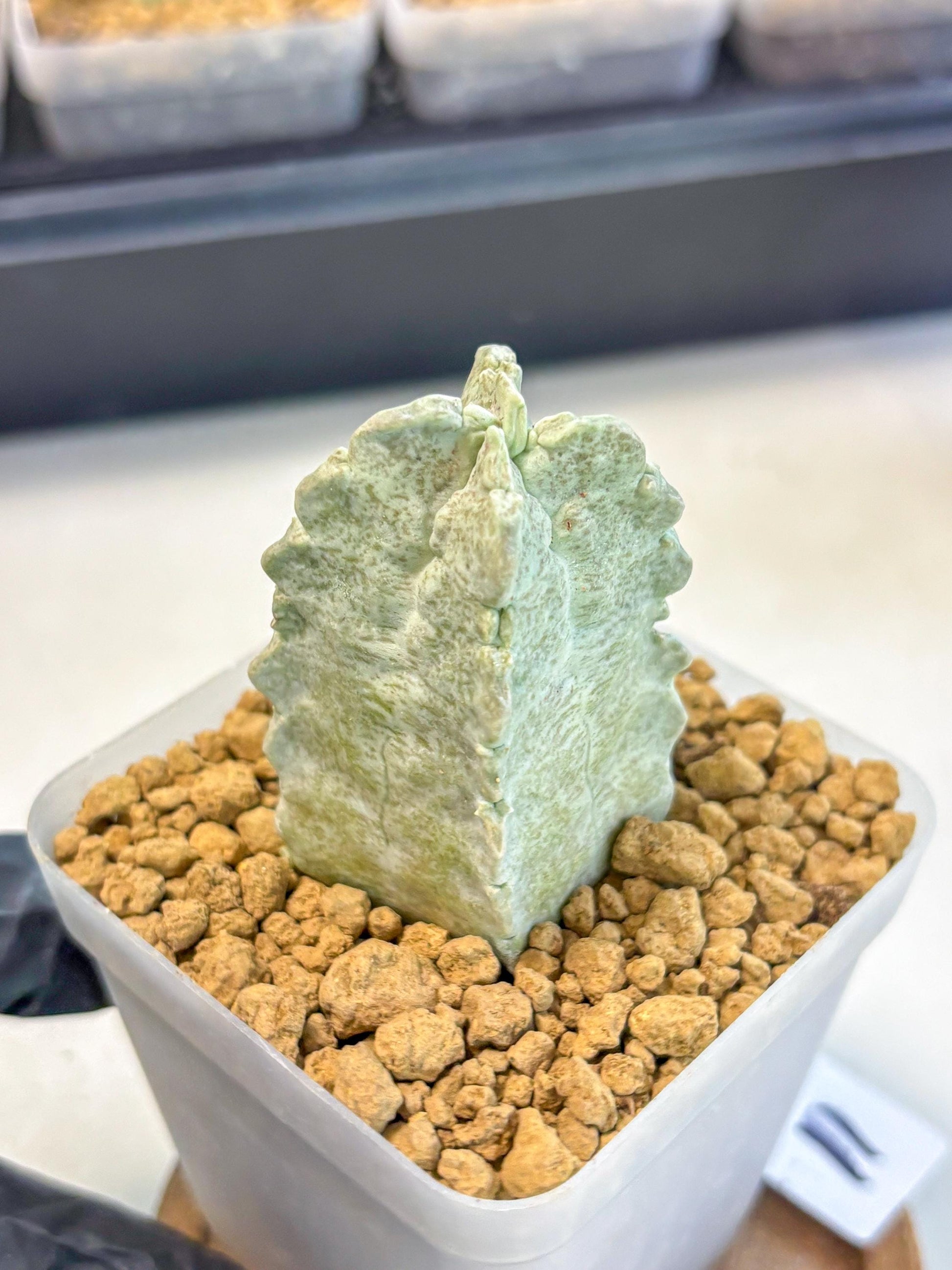 Whitesloanea crassa (11) | Rare House Plants