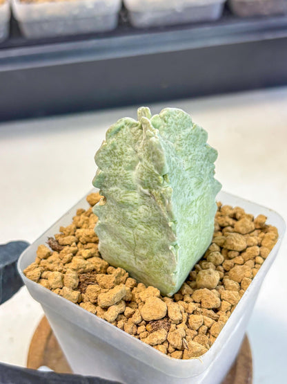 Whitesloanea crassa (11) | Rare House Plants