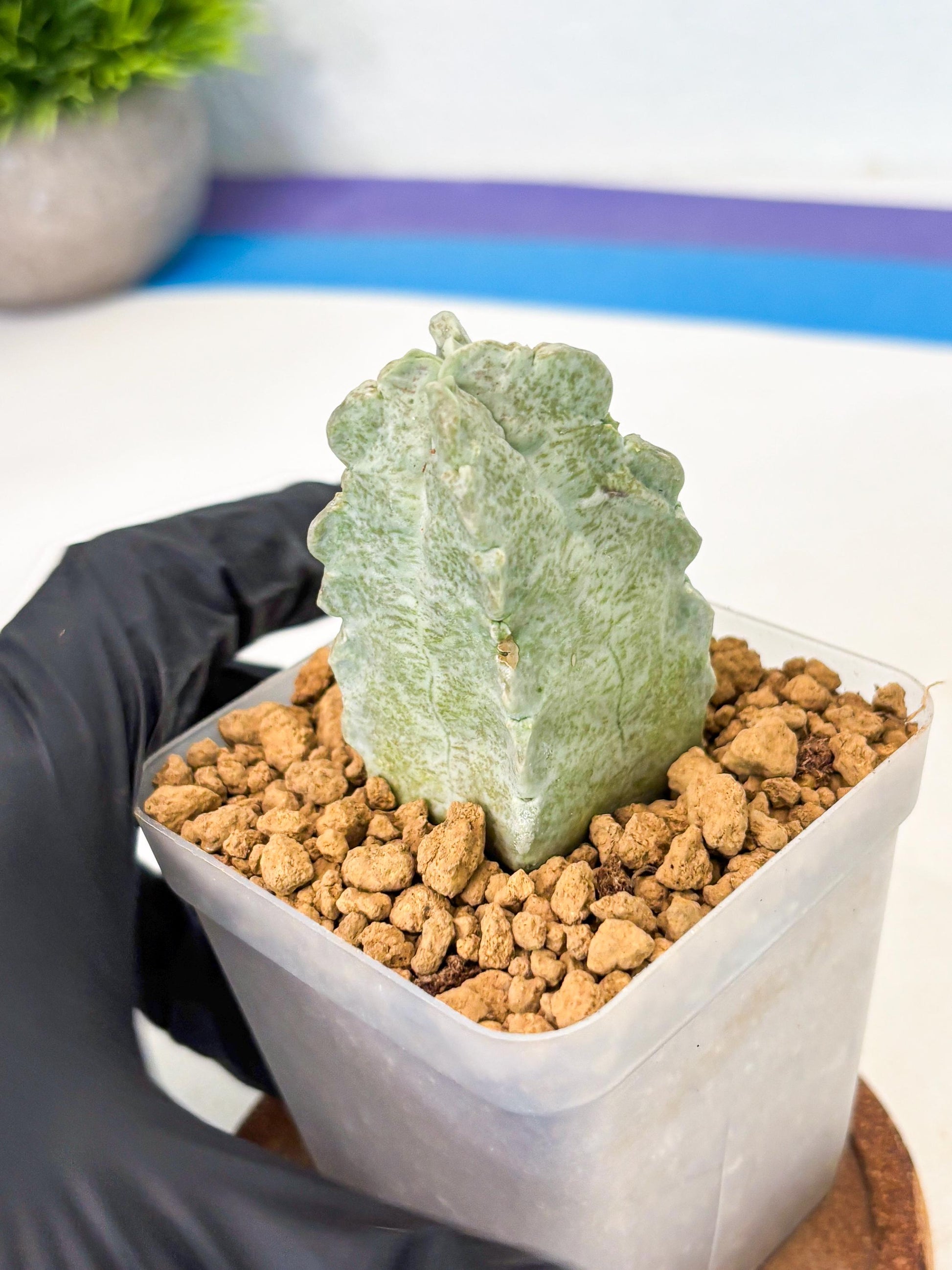 Whitesloanea crassa (11) | Rare House Plants