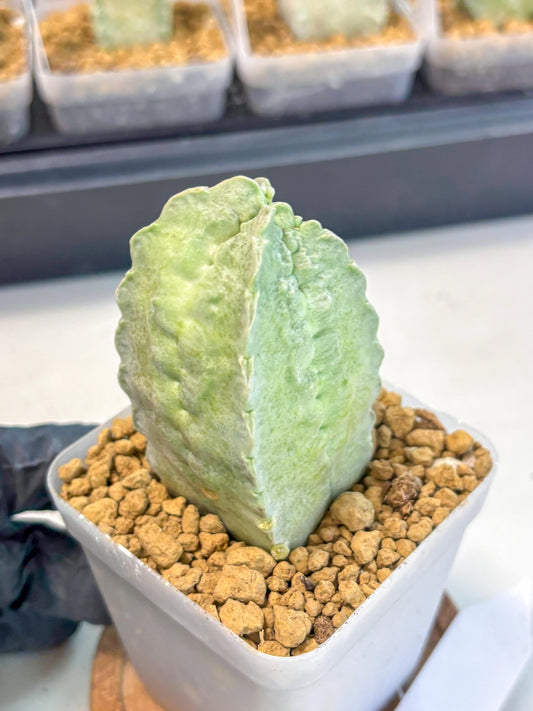 Whitesloanea crassa (12) | Rare House Plants