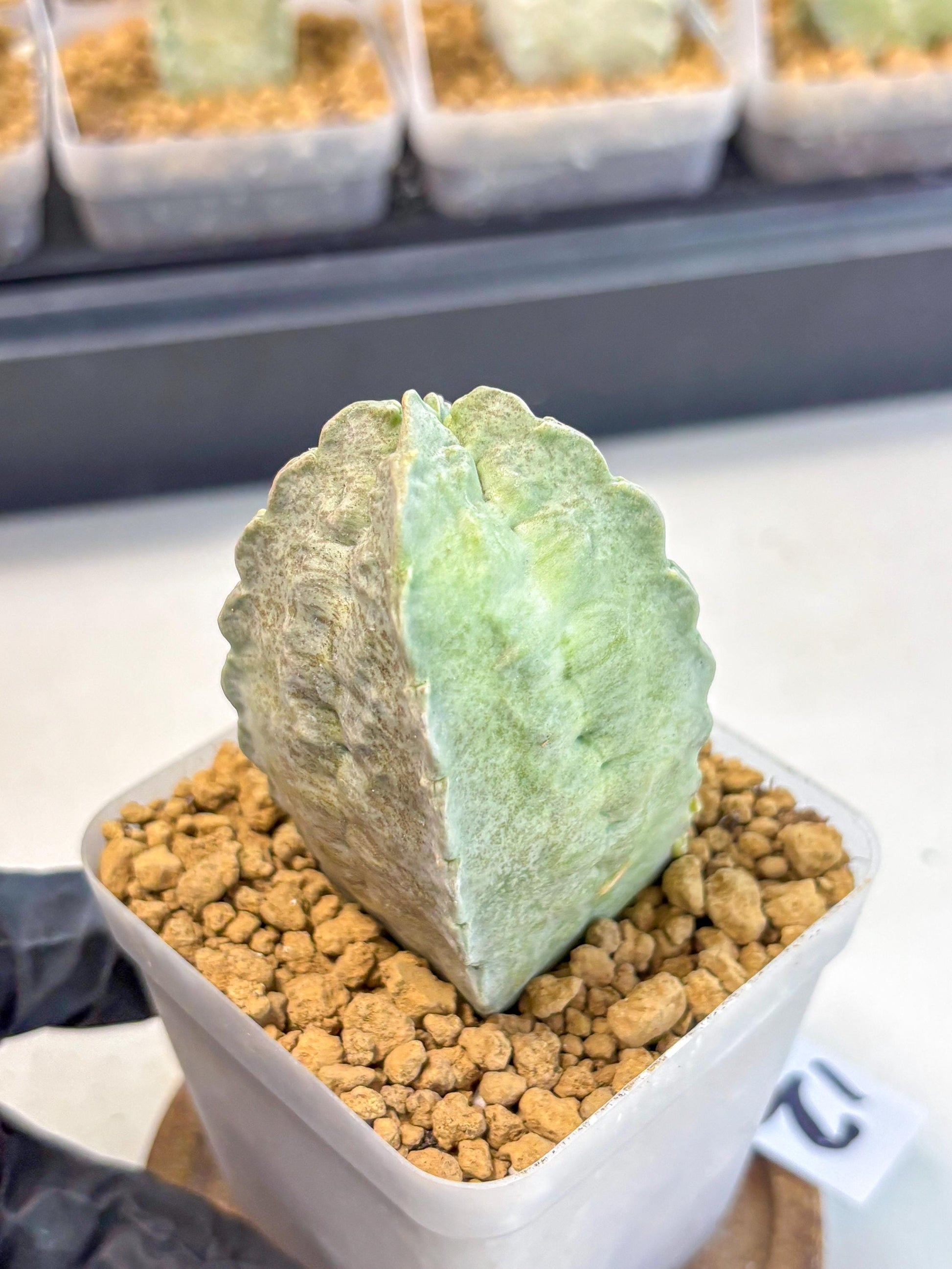 Whitesloanea crassa (12) | Rare House Plants