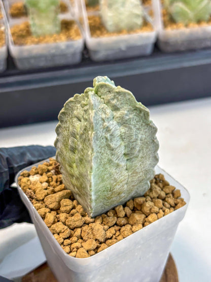 Whitesloanea crassa (12) | Rare House Plants