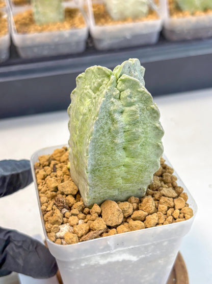 Whitesloanea crassa (12) | Rare House Plants