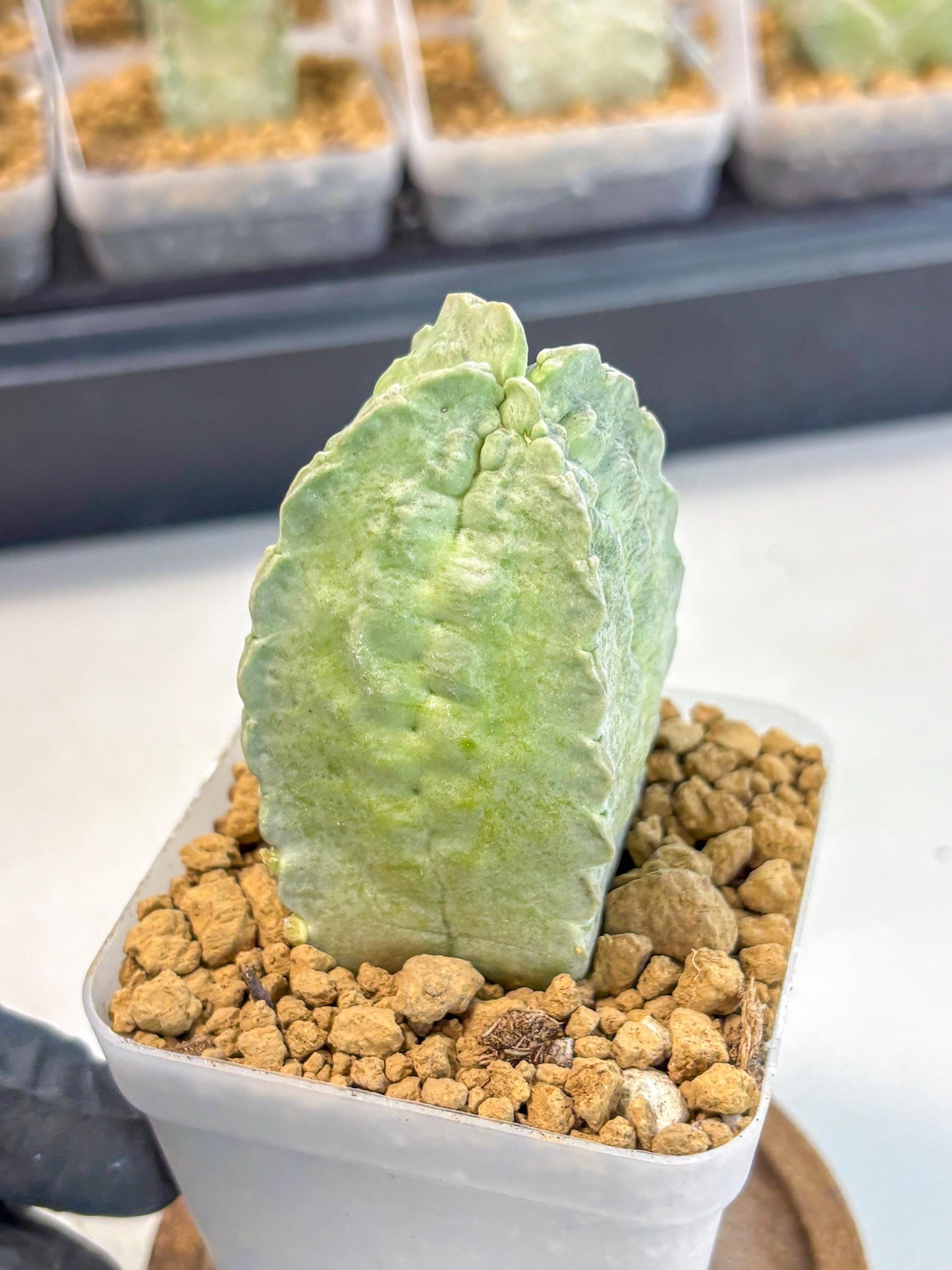 Whitesloanea crassa (12) | Rare House Plants