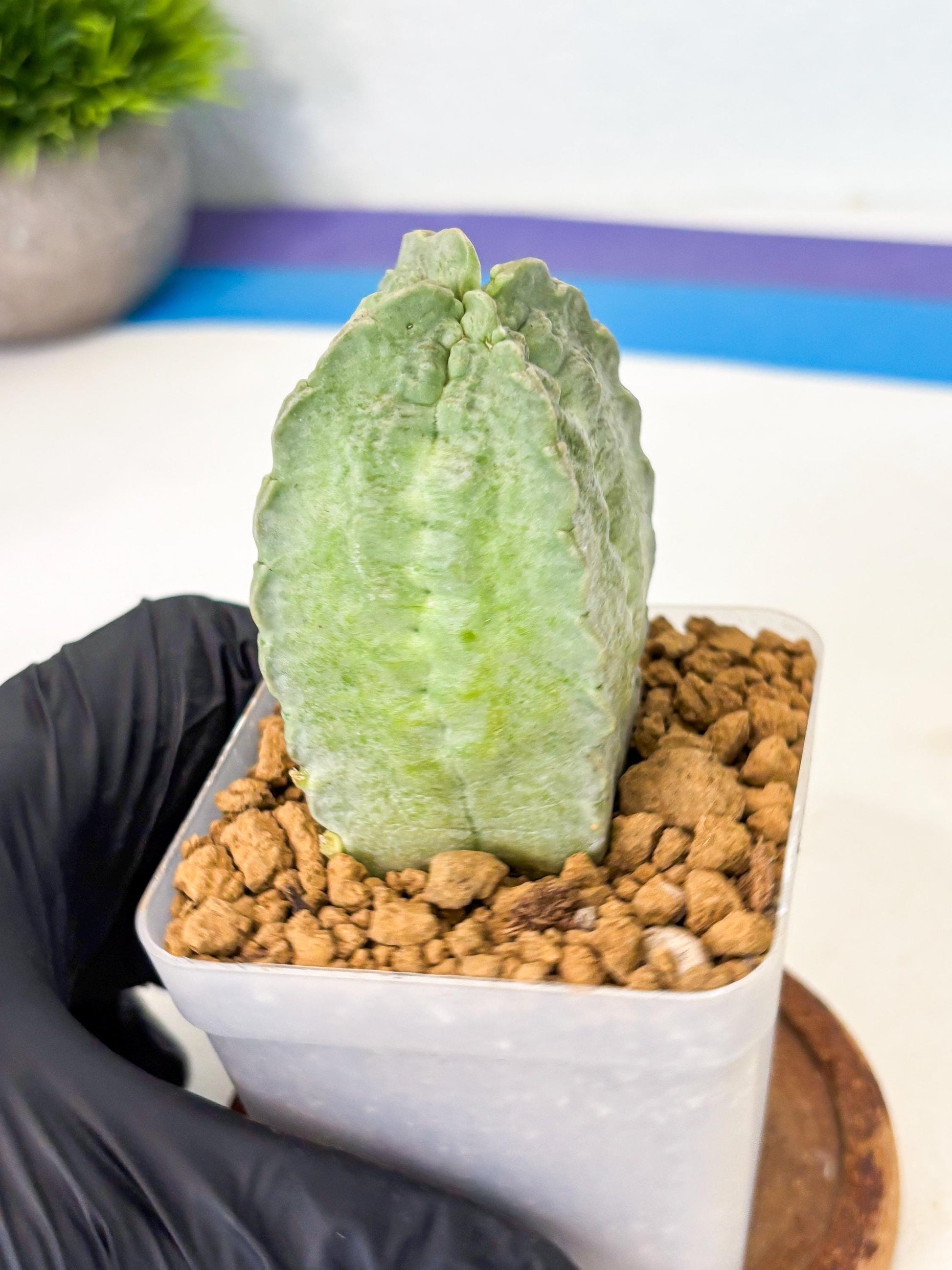 Whitesloanea crassa (12) | Rare House Plants