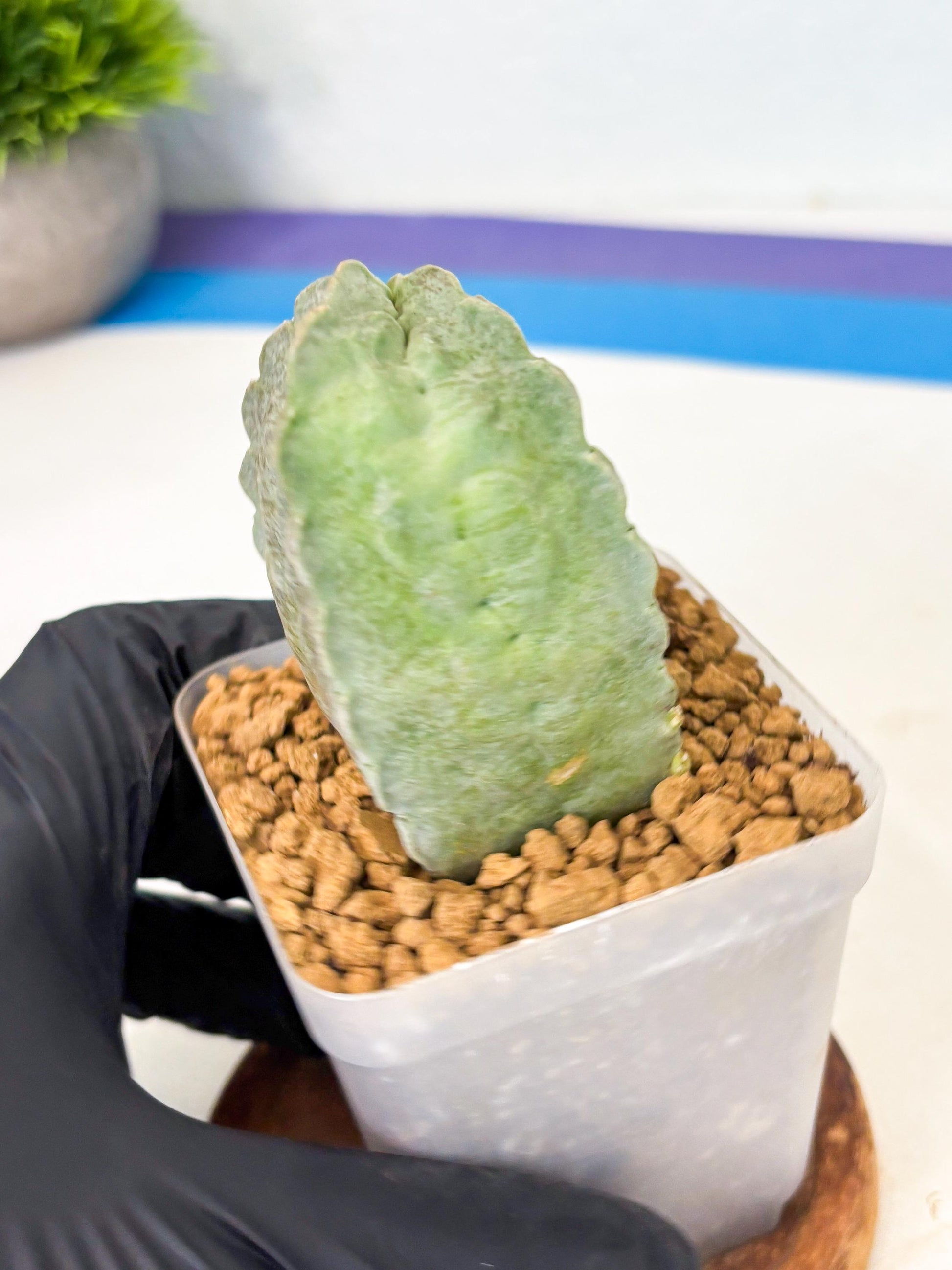 Whitesloanea crassa (12) | Rare House Plants