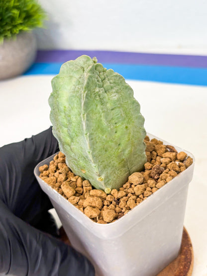 Whitesloanea crassa (12) | Rare House Plants