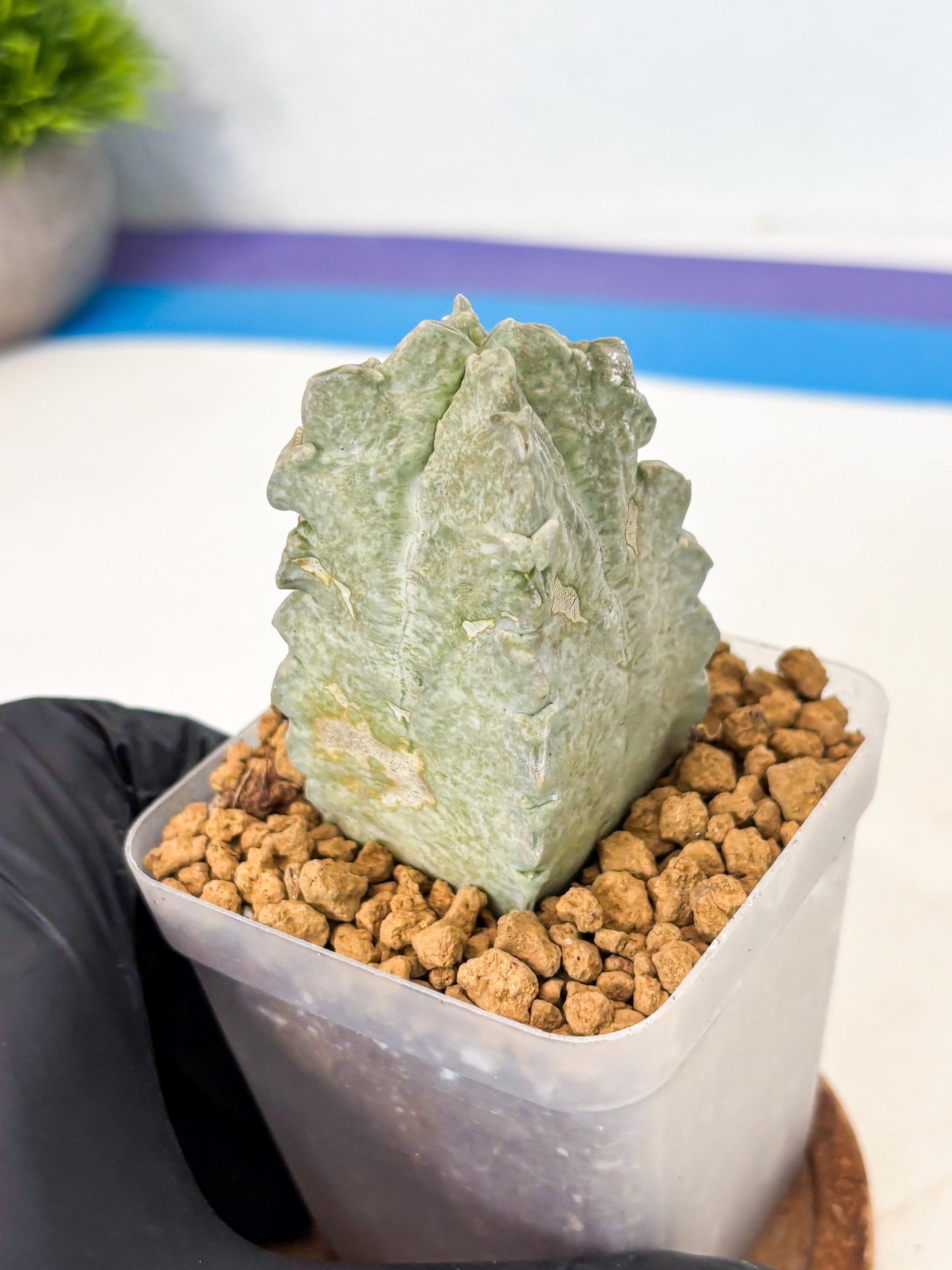 Whitesloanea crassa (14) | Rare House Plants