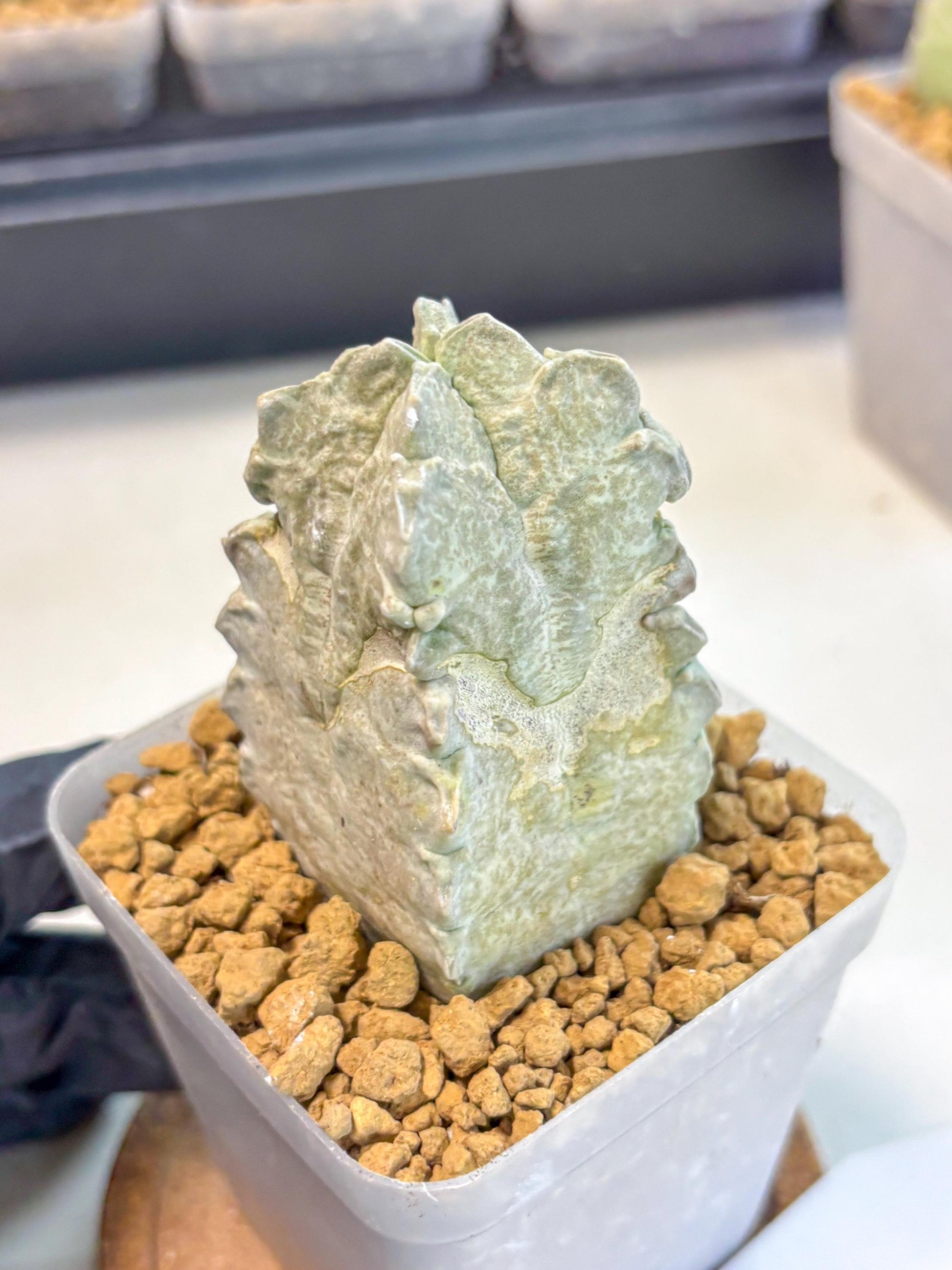 Whitesloanea crassa (14) | Rare House Plants
