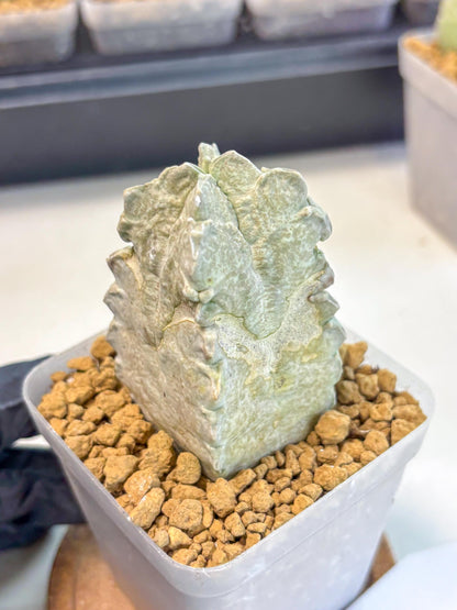 Whitesloanea crassa (14) | Rare House Plants
