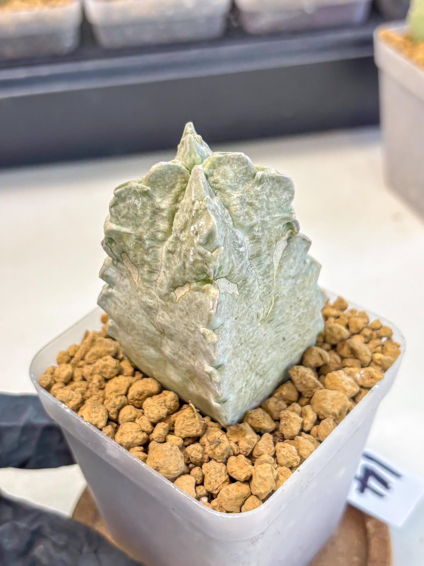 Whitesloanea crassa (14) | Rare House Plants