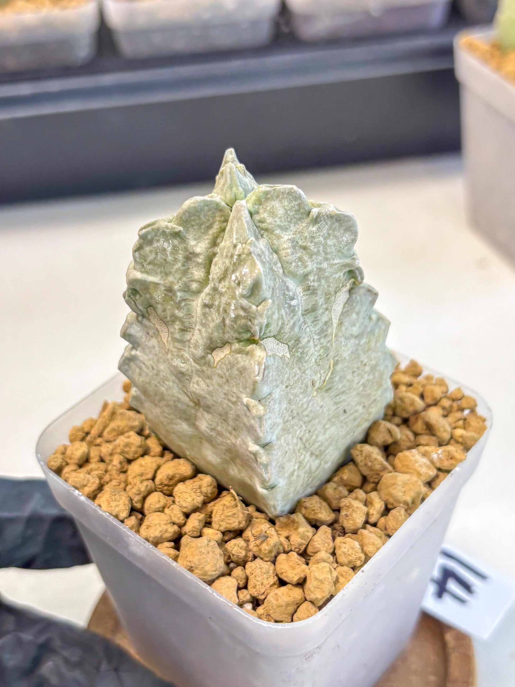 Whitesloanea crassa (14) | Rare House Plants