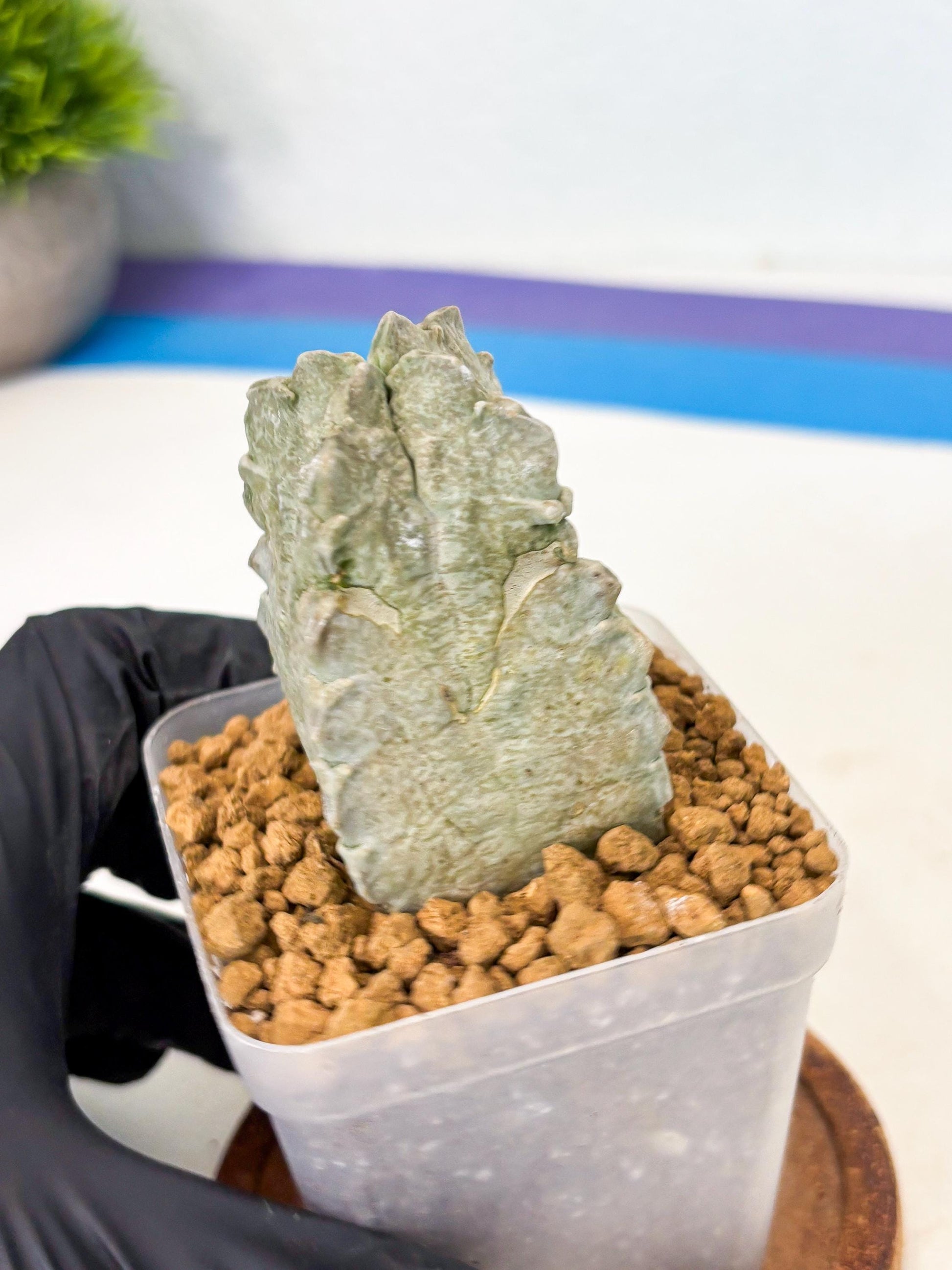 Whitesloanea crassa (14) | Rare House Plants