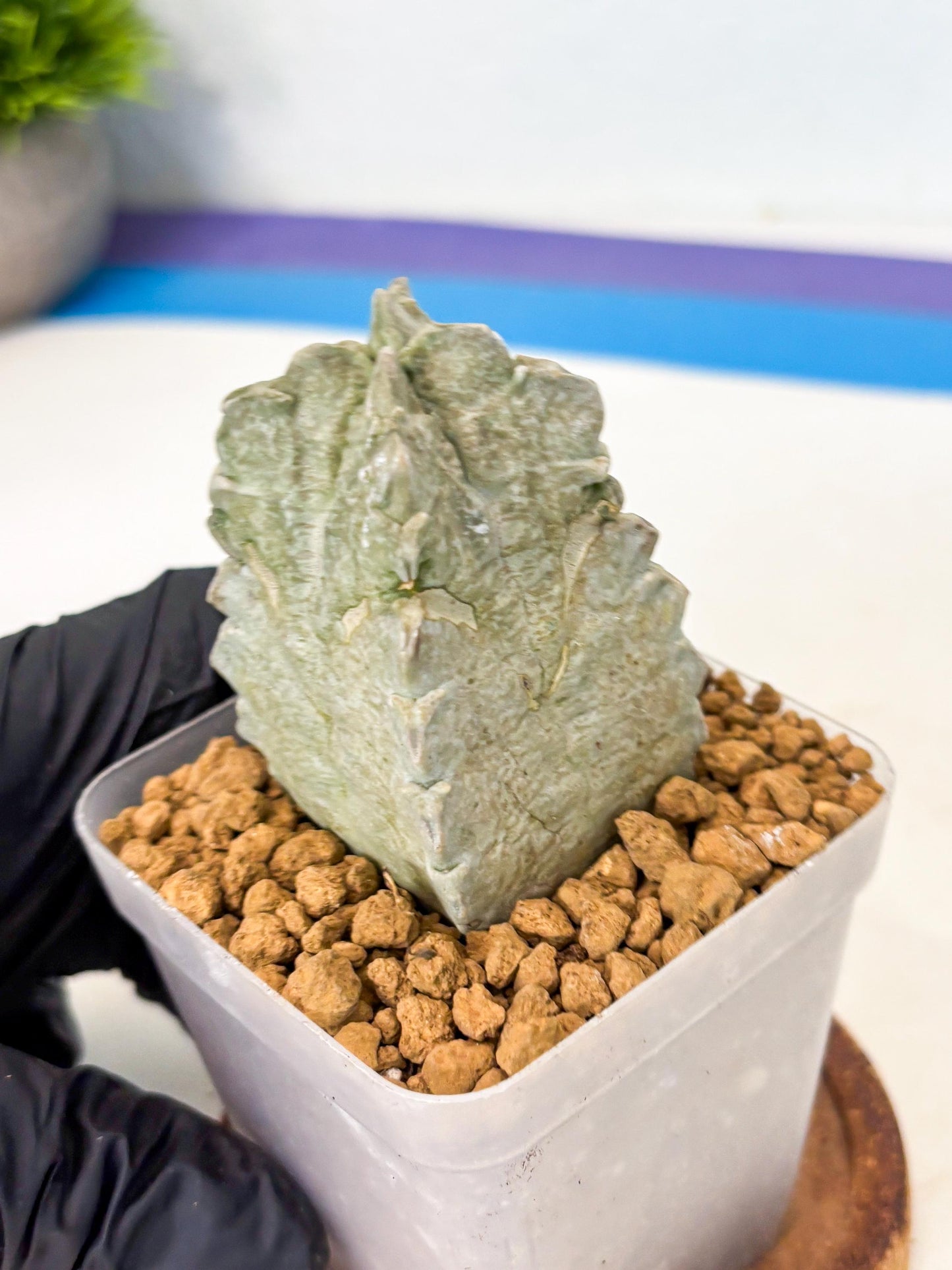 Whitesloanea crassa (14) | Rare House Plants