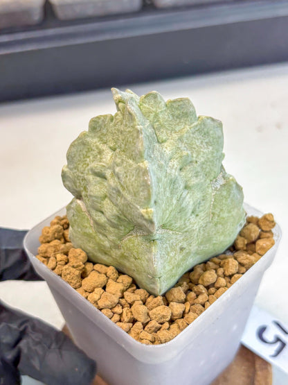 Whitesloanea crassa (15) | Rare House Plants