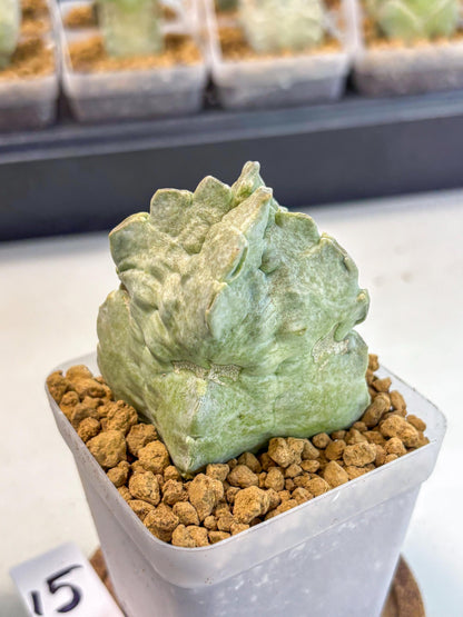 Whitesloanea crassa (15) | Rare House Plants