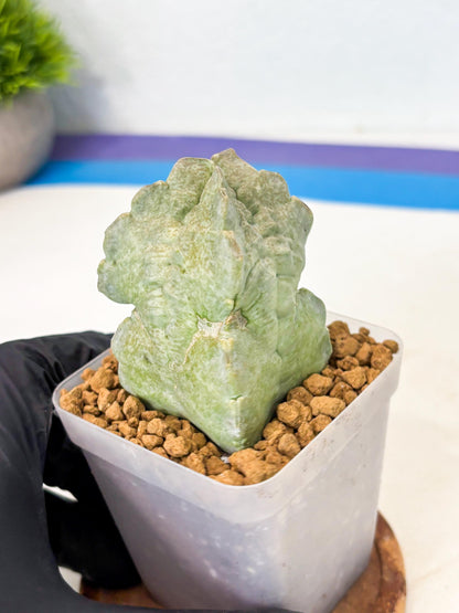 Whitesloanea crassa (15) | Rare House Plants