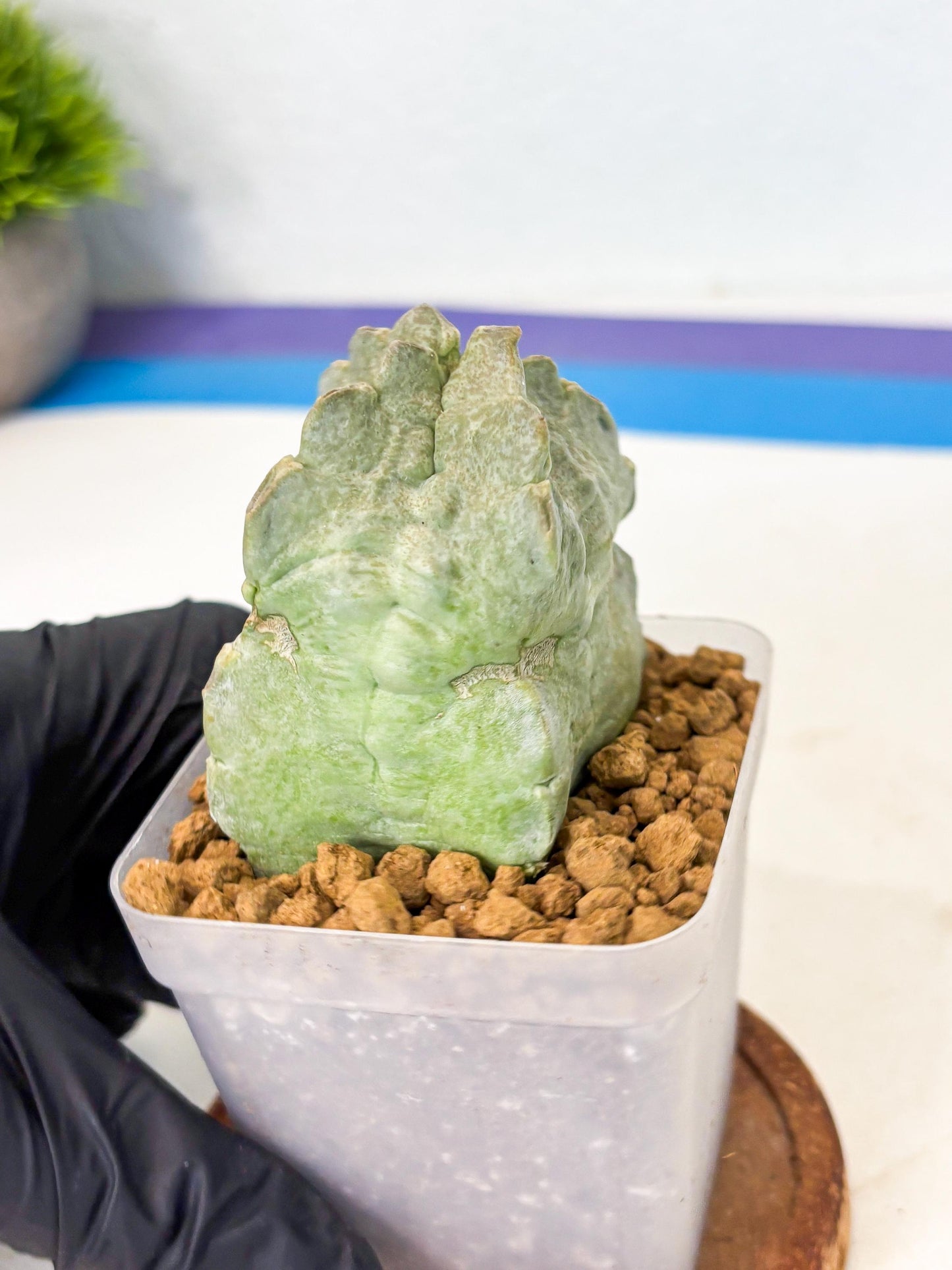 Whitesloanea crassa (15) | Rare House Plants