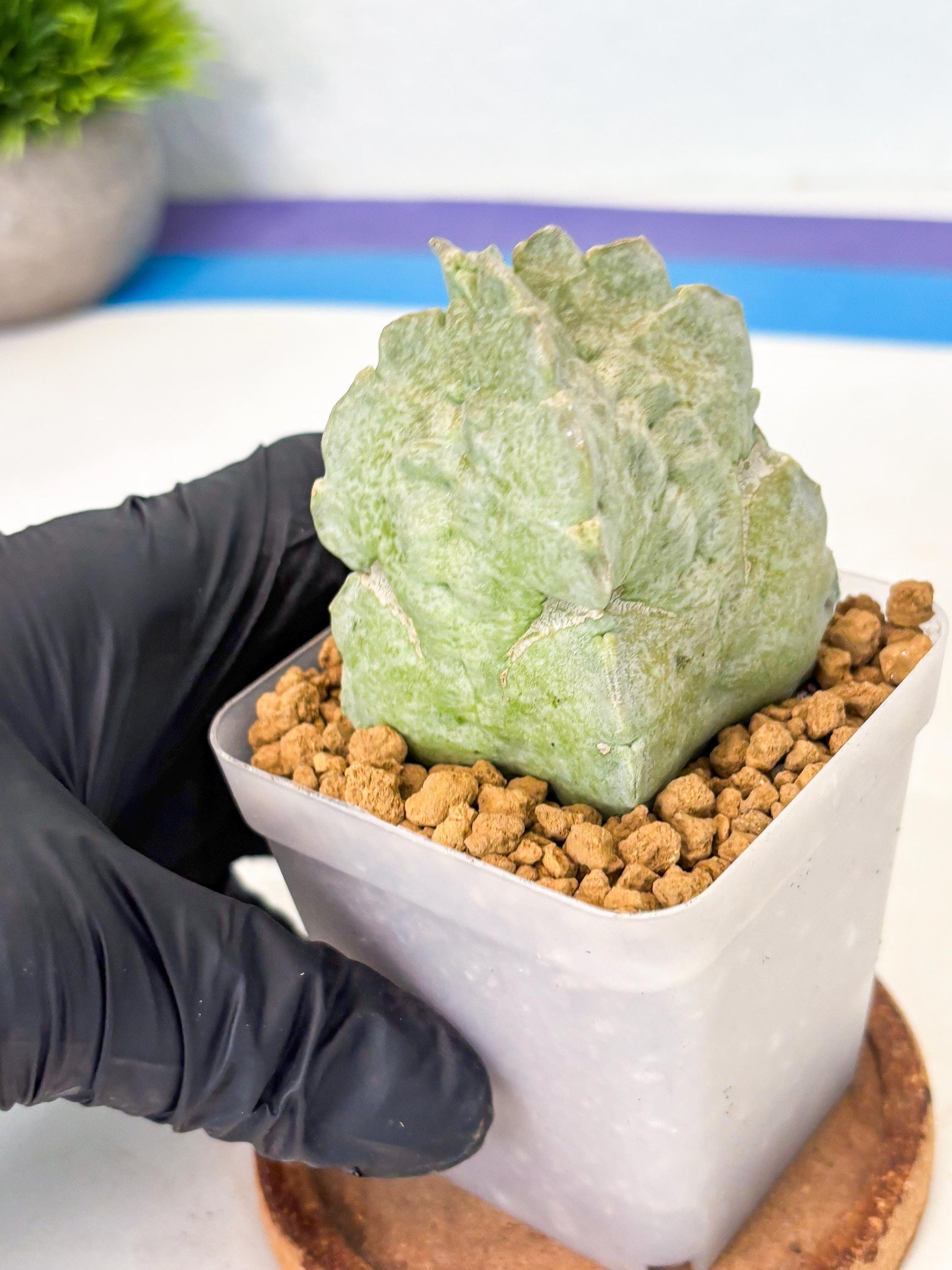 Whitesloanea crassa (15) | Rare House Plants