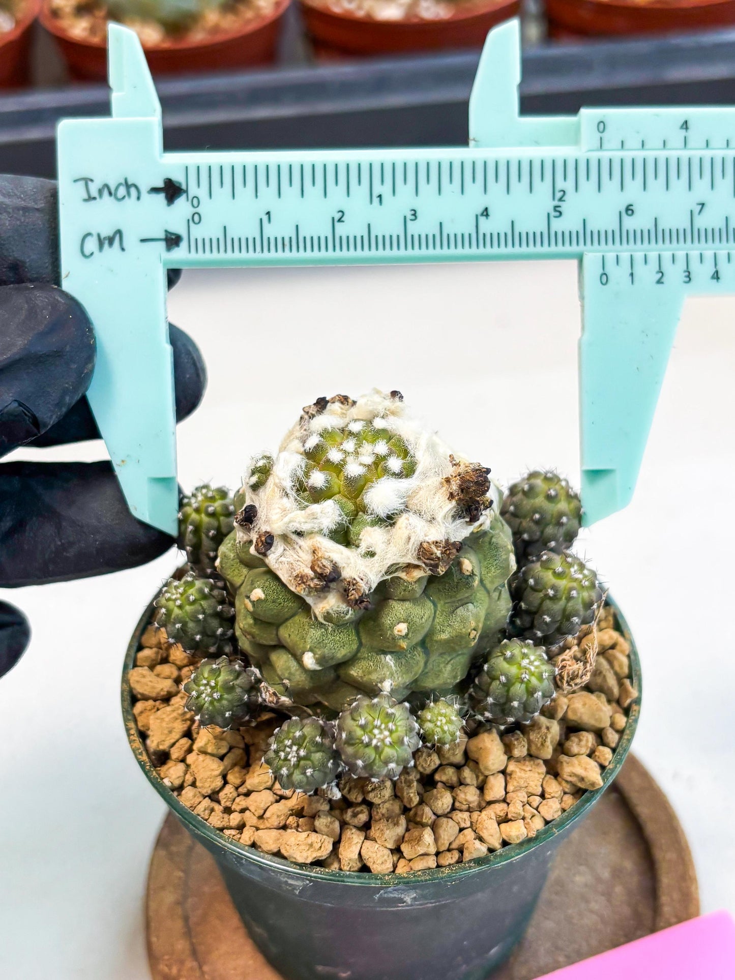 Copiapoa hypogaea (P) | Fully Rooted | Rare imported Cactus