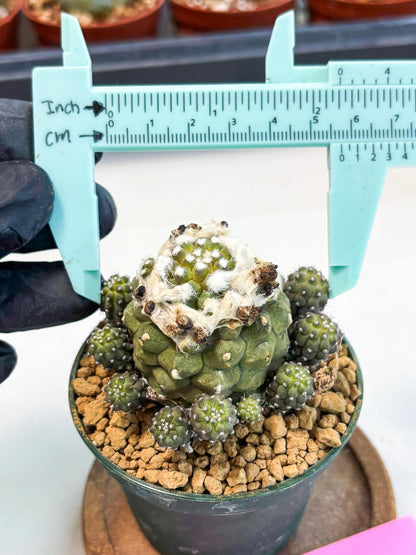 Copiapoa hypogaea (P) | Fully Rooted | Rare imported Cactus