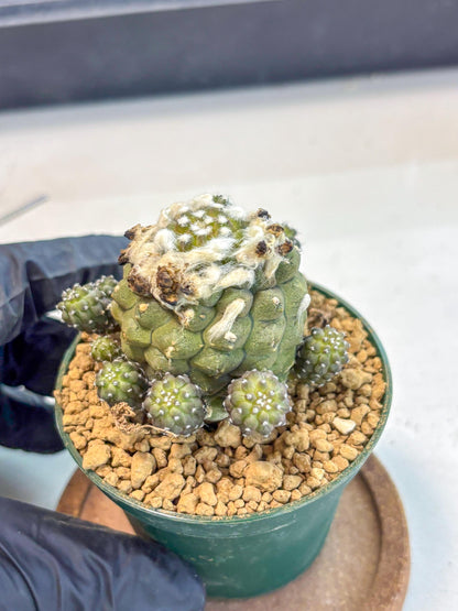 Copiapoa hypogaea (P) | Fully Rooted | Rare imported Cactus