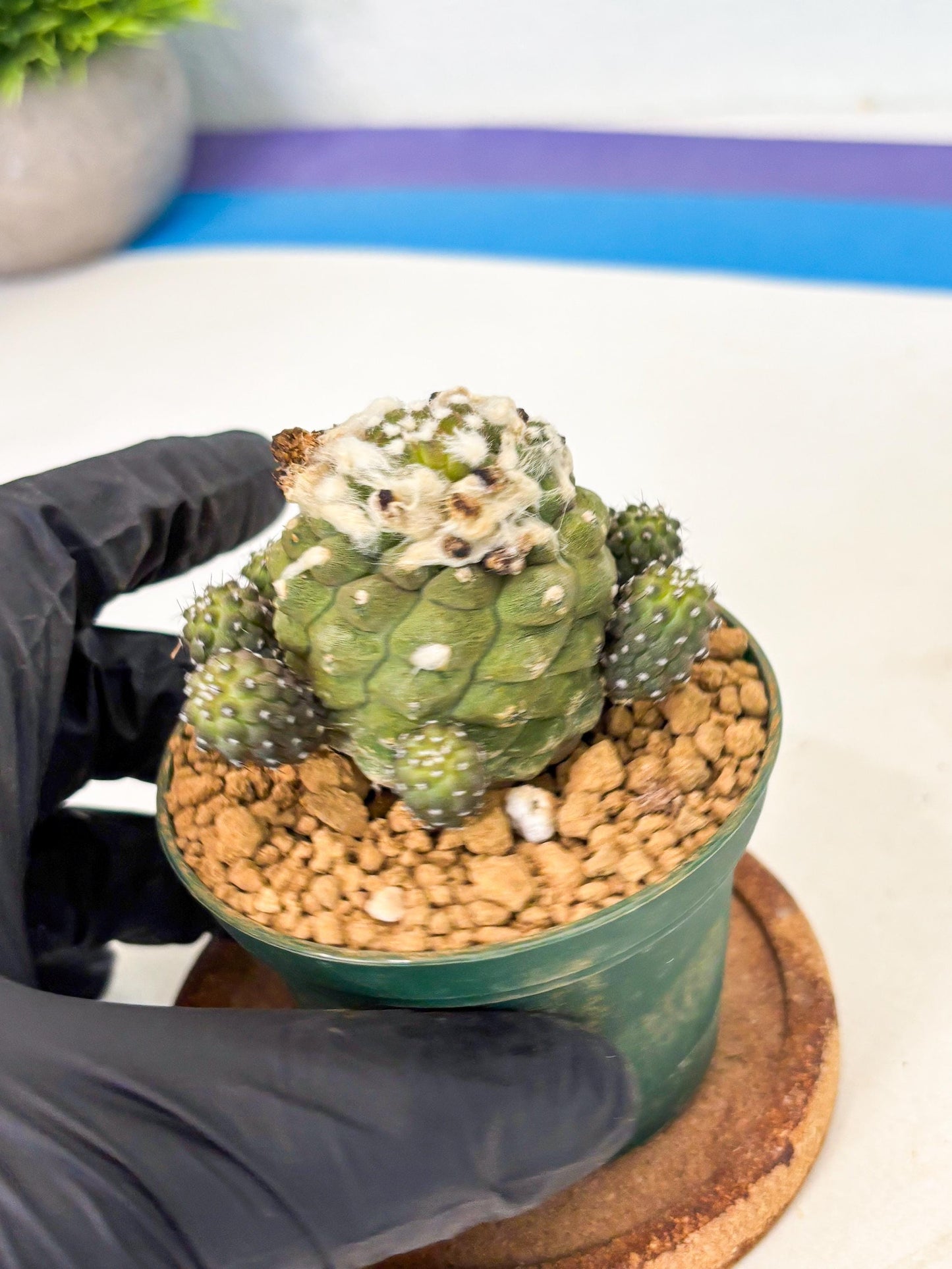 Copiapoa hypogaea (P) | Fully Rooted | Rare imported Cactus