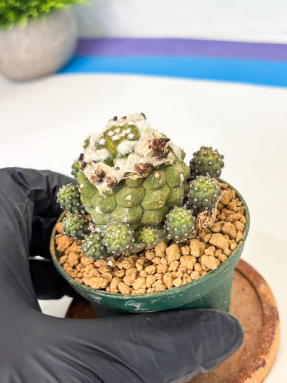 Copiapoa hypogaea (P) | Fully Rooted | Rare imported Cactus