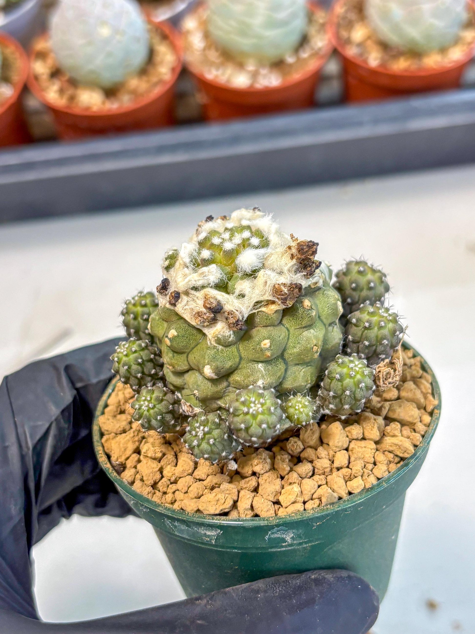 Copiapoa hypogaea (P) | Fully Rooted | Rare imported Cactus