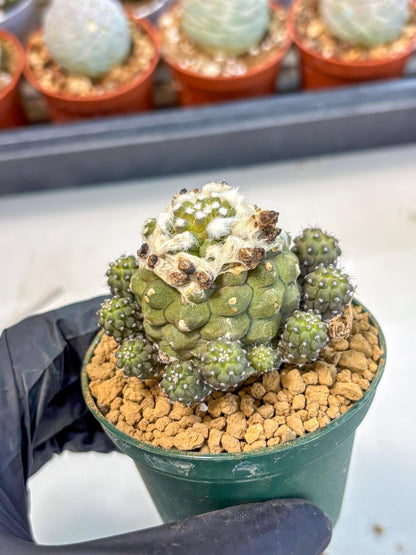 Copiapoa hypogaea (P) | Fully Rooted | Rare imported Cactus