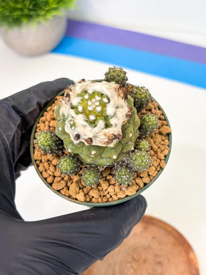 Copiapoa hypogaea (P) | Fully Rooted | Rare imported Cactus