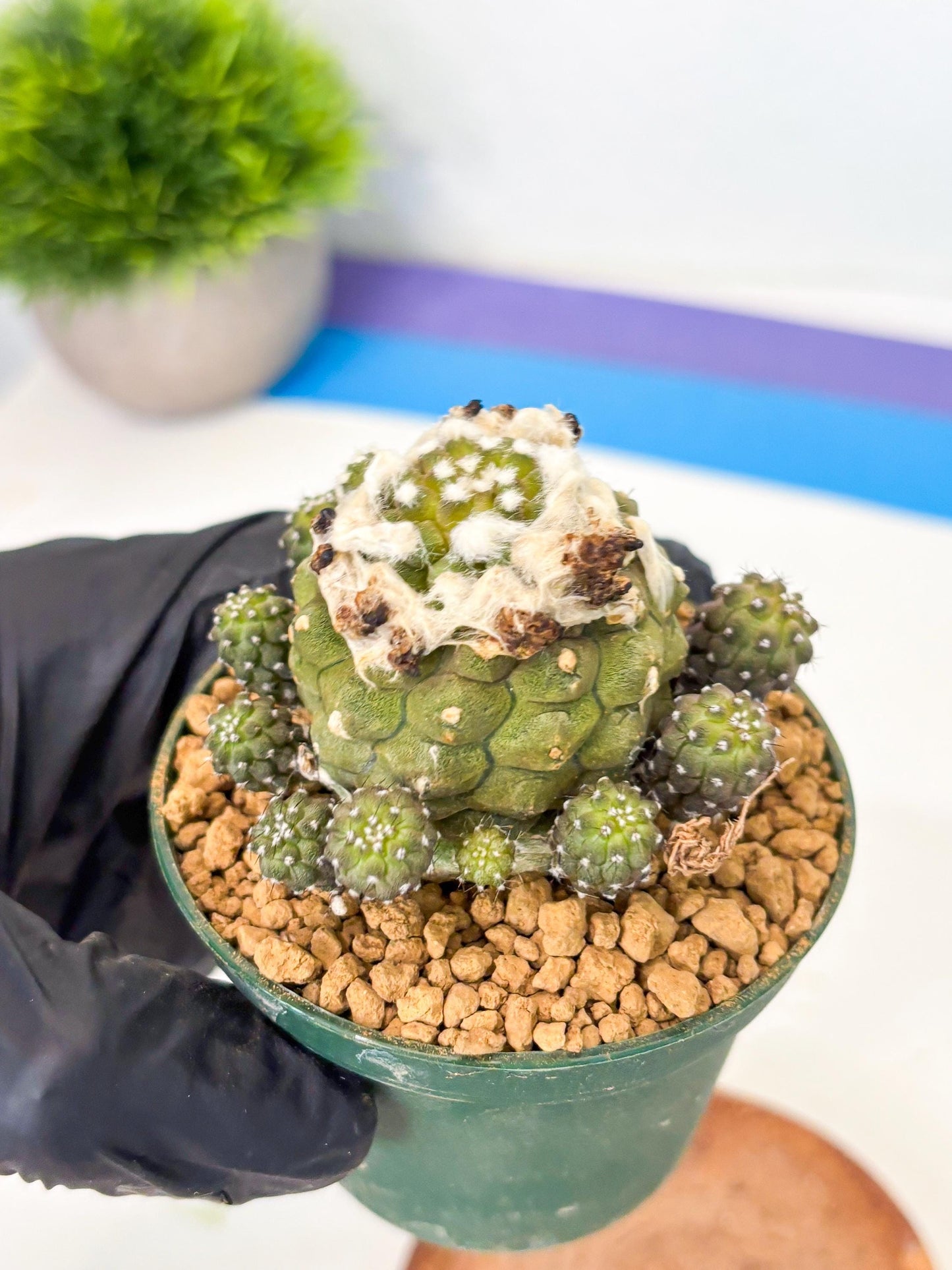 Copiapoa hypogaea (P) | Fully Rooted | Rare imported Cactus